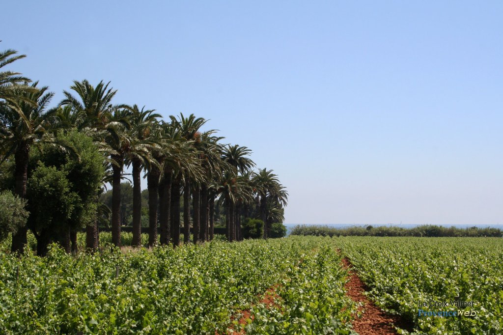 Vignoble bordé de palmiers.