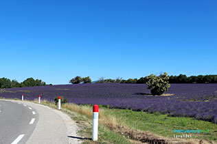Lavender landscapes