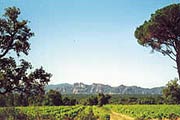 Vignoble
