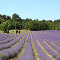 Champs de lavande