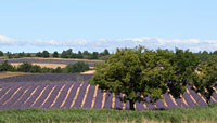 Champs de lavande