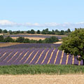 Paysage de champs de lavande