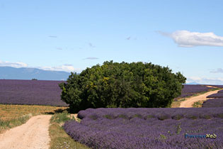Champs de lavande