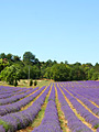 Lavandes de Provence