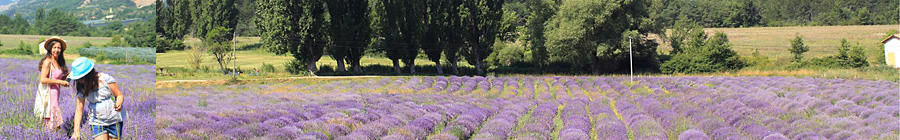Visit of a Lavender Grove in Orpierre