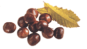 Collobrieres - Chestnuts Collobrieres - Chestnuts