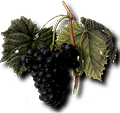 Grappe de raisin rouge