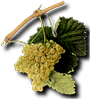 Grappe de raisins
