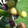 Olives de Provence