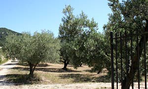 Oliviers en Provence