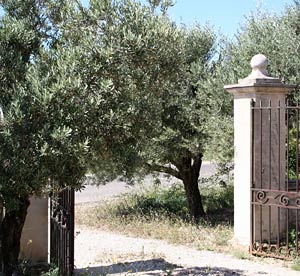 Oive trees in Provence