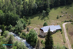 Allos, river with cows Allos, river with cows