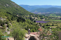 Banon, paysage de lavandes