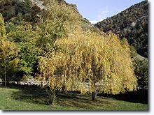 Beaujeu, saule pleureur