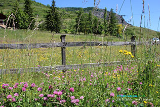 La Condamine-Châtelard, fleurs sauvages