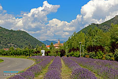 Digne les Bains, lavandes et clocher