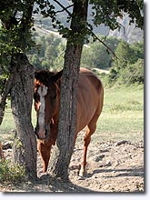 Entrages, cheval Entrages, cheval