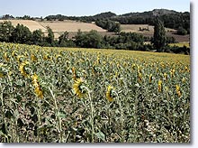 Melve, tournesols Melve, tournesols