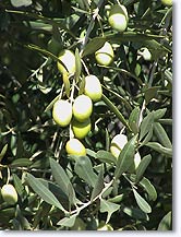 Montfort, olives