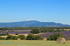 Revest du Bion, champs de lavande et Mont Ventoux