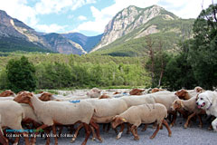 Moutons, transhumance entre Villars Colmars et Colmars les Alpes