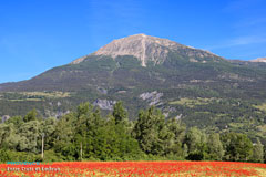 Crots, montagne et coquelicots