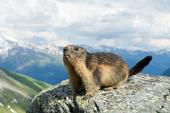 Marmotte dans le Parc des Ecrins