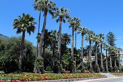 Beaulieu sur Mer, palm trees