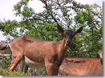 Cipieres goats Cipieres goats