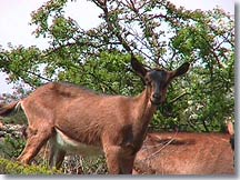 Cipieres goats