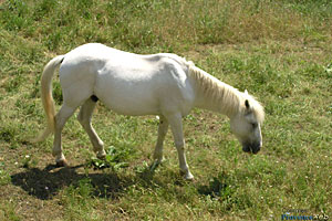 Courmes, horse
