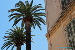 La Colle sur Loup, palm trees