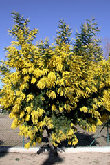 Pégomas, Mimosa Pégomas, Mimosa