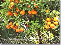 Roquebrune Cap Martin, orange trees
