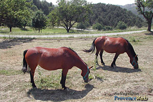 Sallagriffon, chevaux