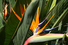 Villa Ephrussi, orchidée Villa Ephrussi, orchidée