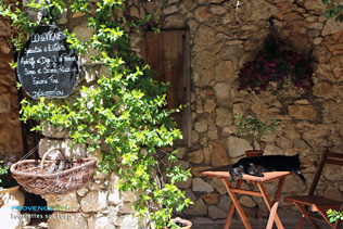 Tourrettes sur Loup, violettes