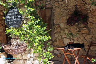 Tourrettes sur Loup - Violettes