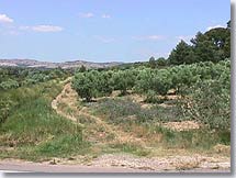 Mouriès, oliviers