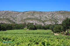 Puyloubier, vineyards