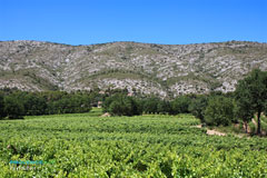 Puyloubier, vignoble