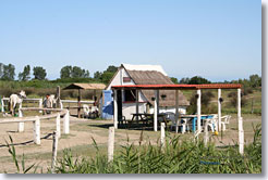 Saintes maries de la Mer, manade