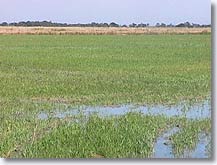 Saint Martin de Crau, la Crau