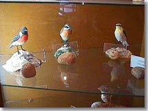 Saint Martin de Crau - Birds