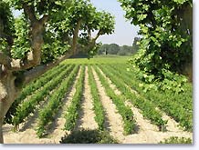 Bouchet, vignes des Côtes du Rhône