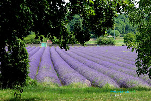 Lavender field in Grignan