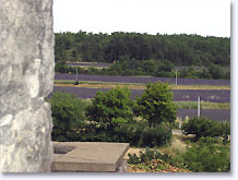 Montjoyer, champs de lavandes