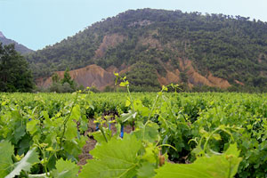 Propiac, champ de vignes
