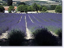 Rochebrune, lavender