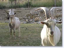 Tarendol Bellecombe, goats